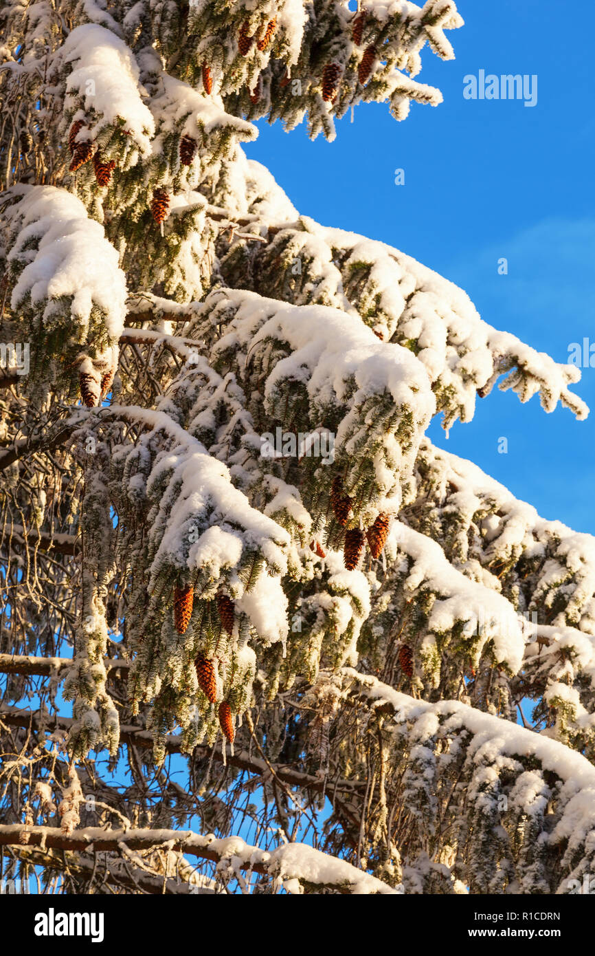 Spruce tree branches with snow and cones Stock Photo - Alamy