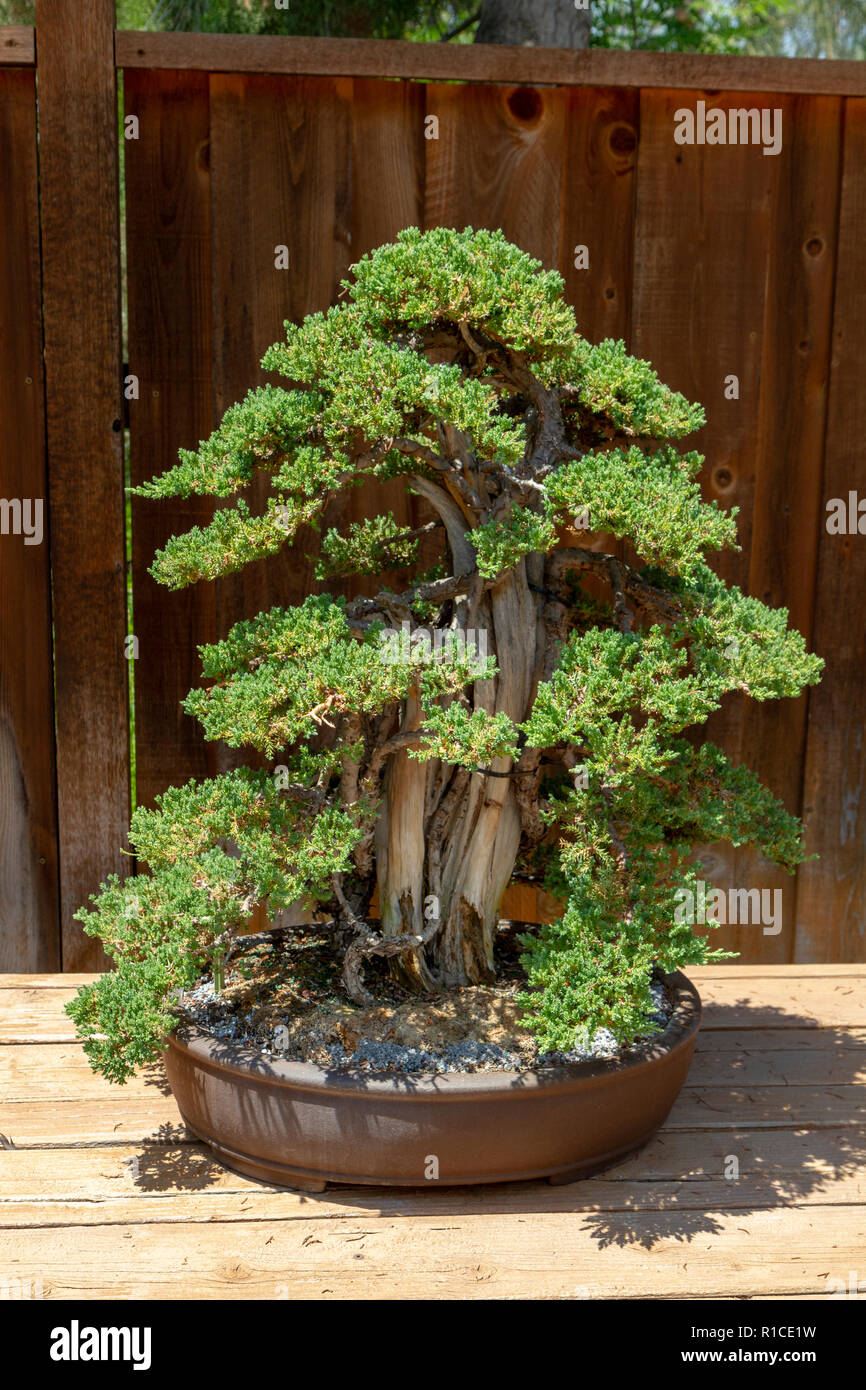 A procumbens tanukiak (juniperus chinensis procumbens 'Nana') Bonsai Pavilion, San Diego Zoo Safari Park, Escondido, CA, United States. Stock Photo