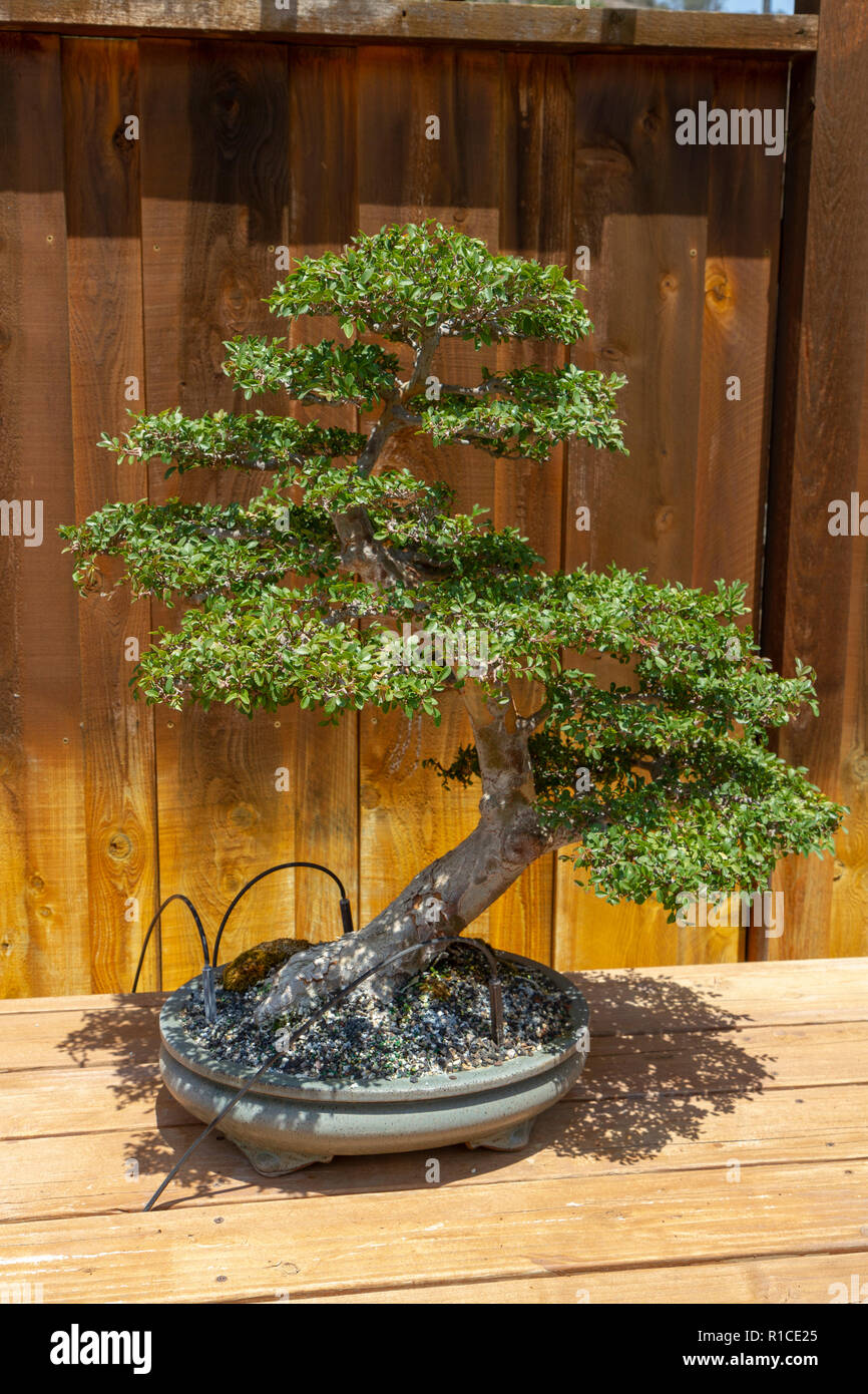 An Elm (ulmus parvfioloa), Bonsai Pavilion, San Diego Zoo Safari Park, Escondido, CA, United States. Stock Photo