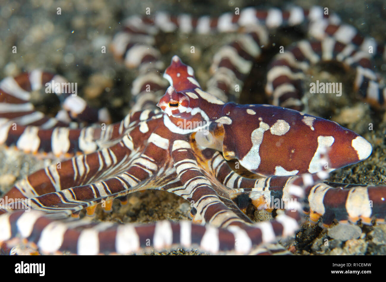 Wunderpus Octopus, Octopus photogenicus, Kareko Batu dive site, Lembeh