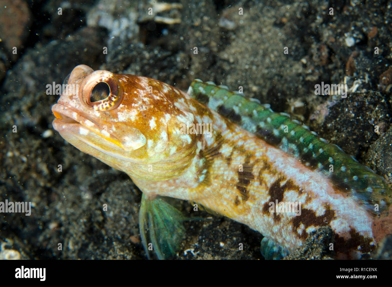 Solar Jawfish, Opistognatus solorensis, Aer Perang dive site, Lembeh Straits, Sulawesi, Indonesia Stock Photo