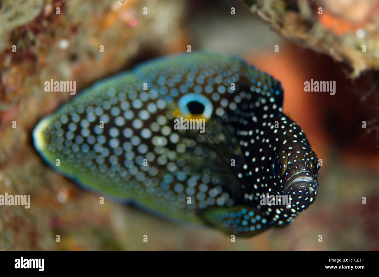 Comet, Calloplesiops altivelis, with false eye, Kareko Point dive site, Lembeh Straits, Sulawesi, Indonesia Stock Photo