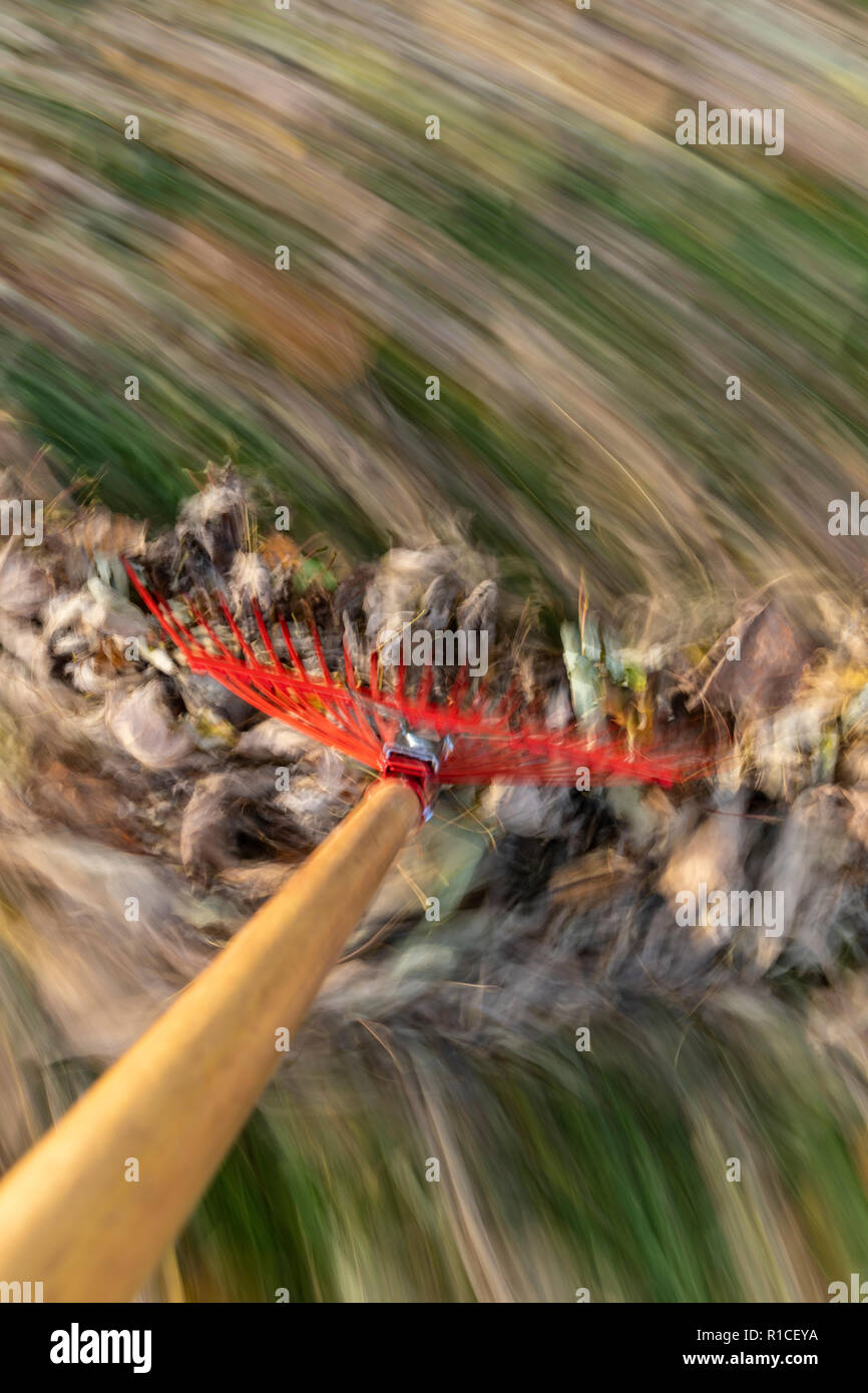 A red rake raking autumn leaves in blurred motion. Stock Photo