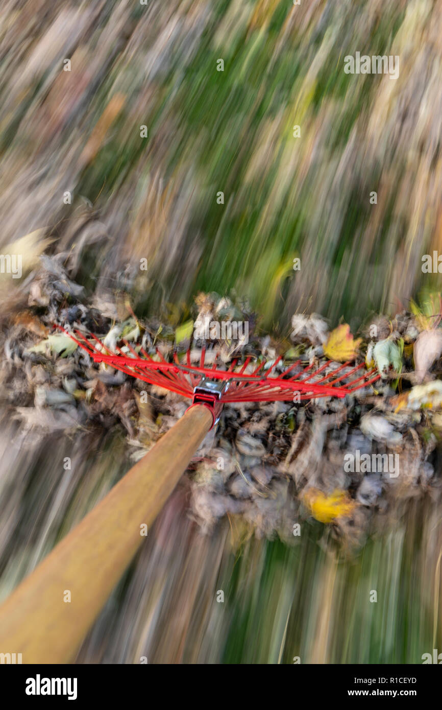 A red rake raking autumn leaves in blurred motion. Stock Photo