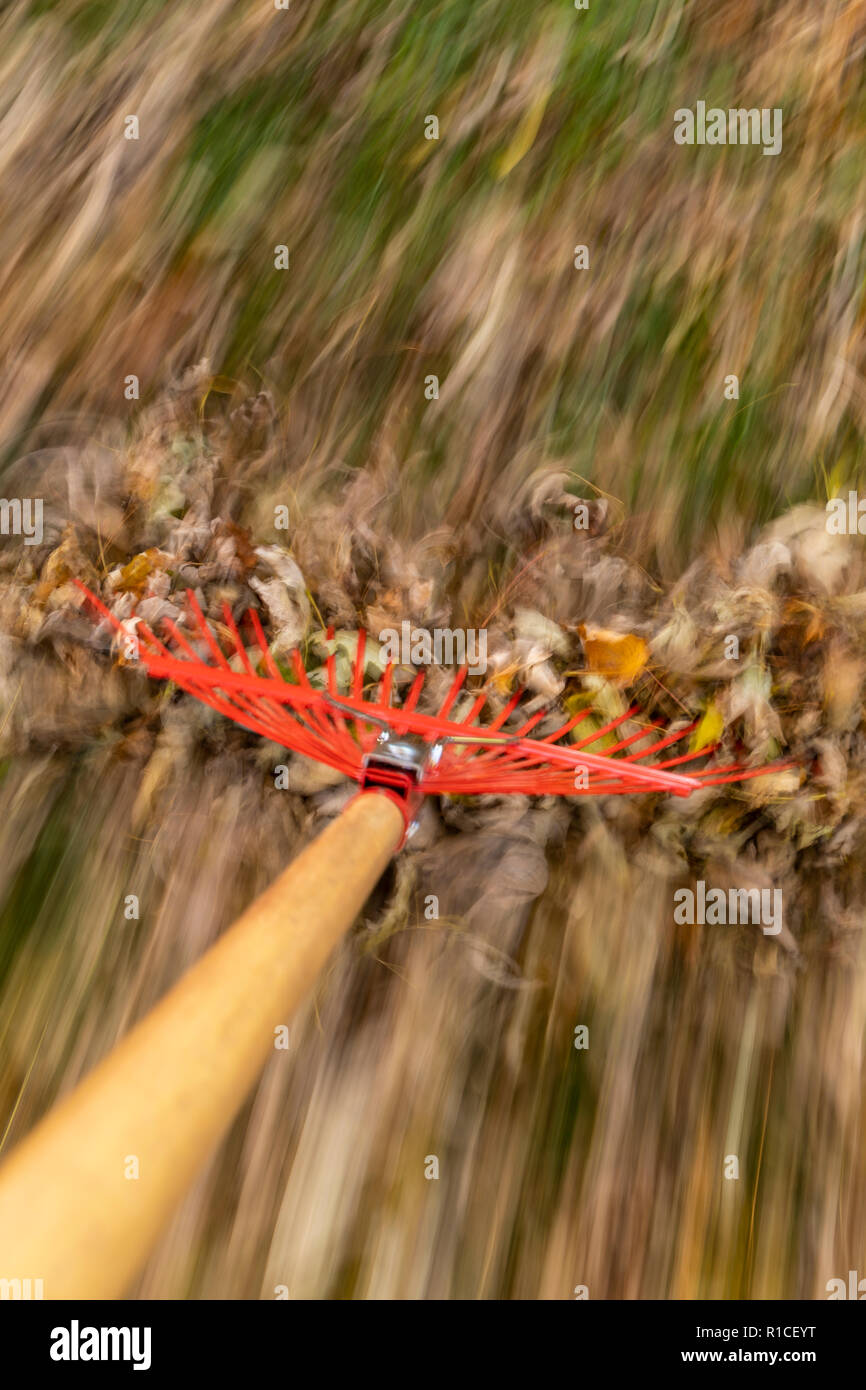 A red rake raking autumn leaves in blurred motion. Stock Photo