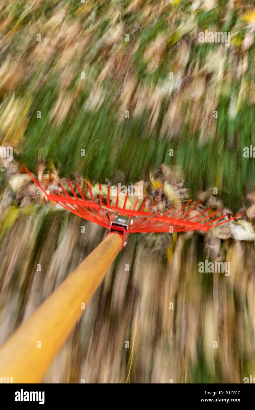 A red rake raking autumn leaves in blurred motion. Stock Photo