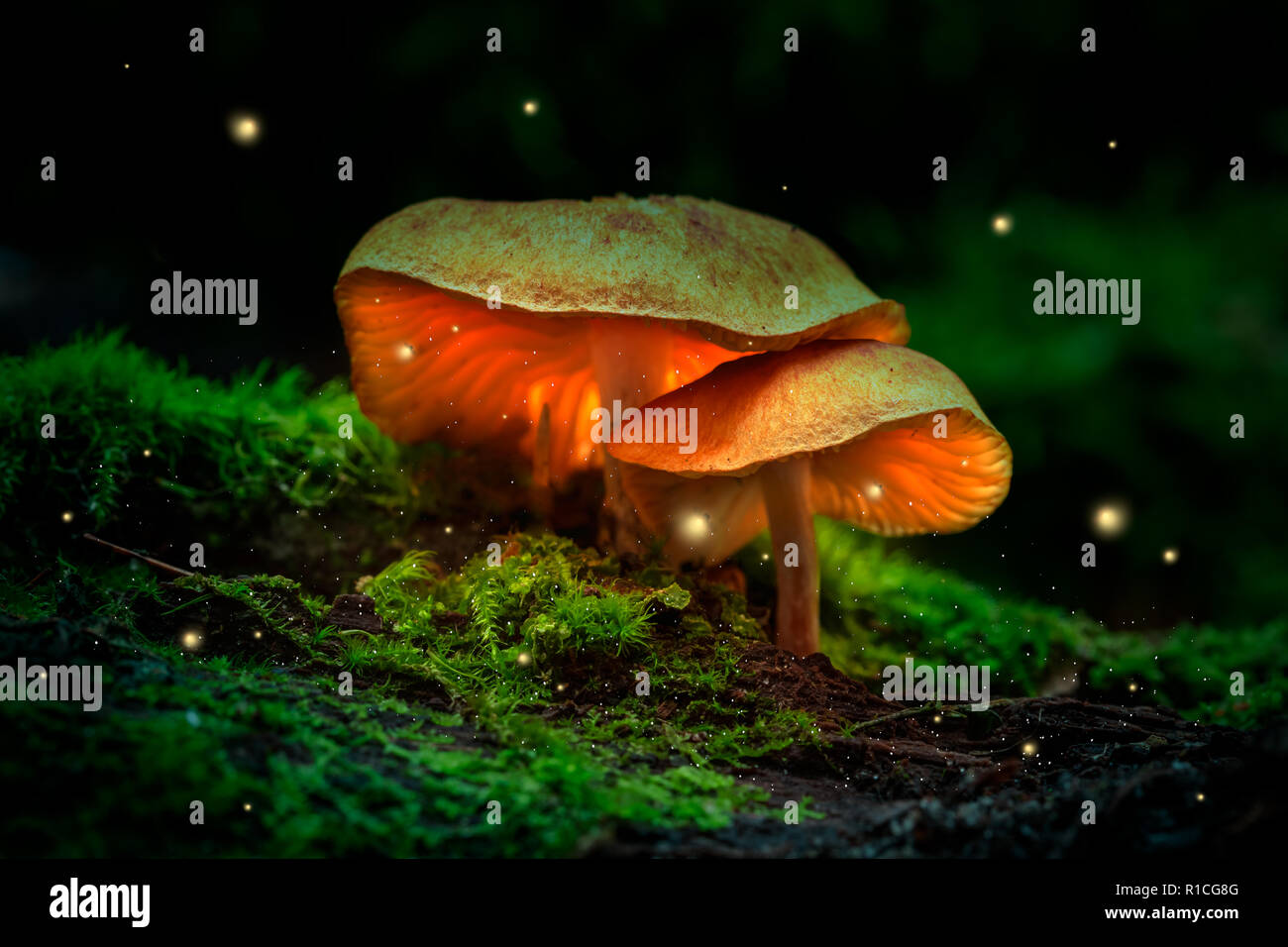 Fireflies and glowing mushrooms in a dark forest at dusk Stock Photo