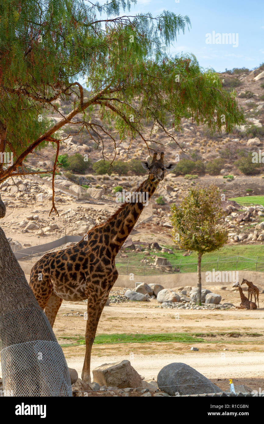 African Plains area of the San Diego Zoo Safari Park, Escondido, CA