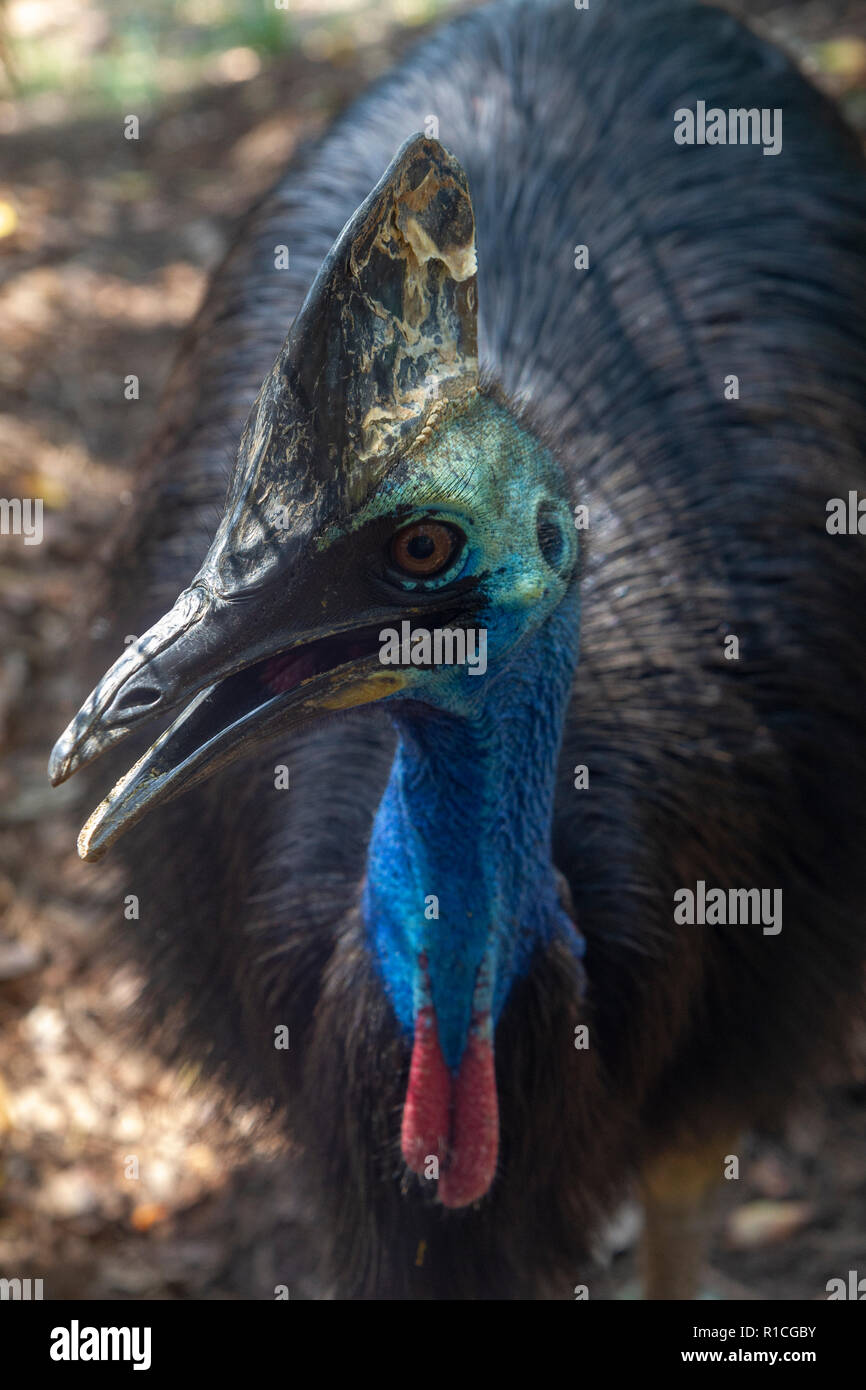 Close up of a female Southern cassowary in the Walkabout Australia section of the San Diego Zoo Safari Park, Escondido, CA, United States. Stock Photo