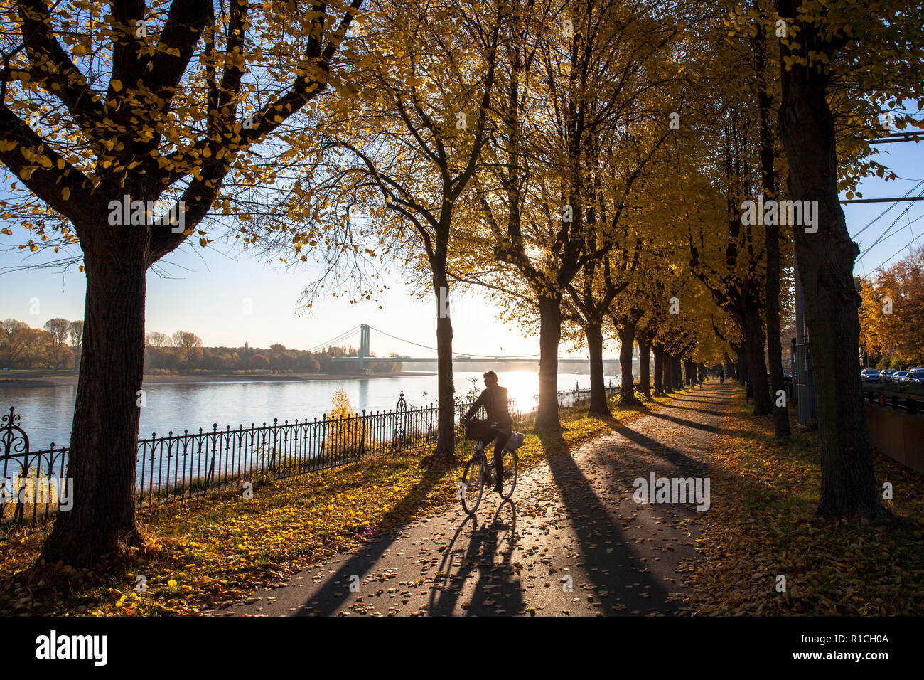 bicycle and pedestrian lane on the street Oberlaender Ufer in the district Marienburg, in the background the Rodenkirchener bridge, Cologne, Germany.  Stock Photo