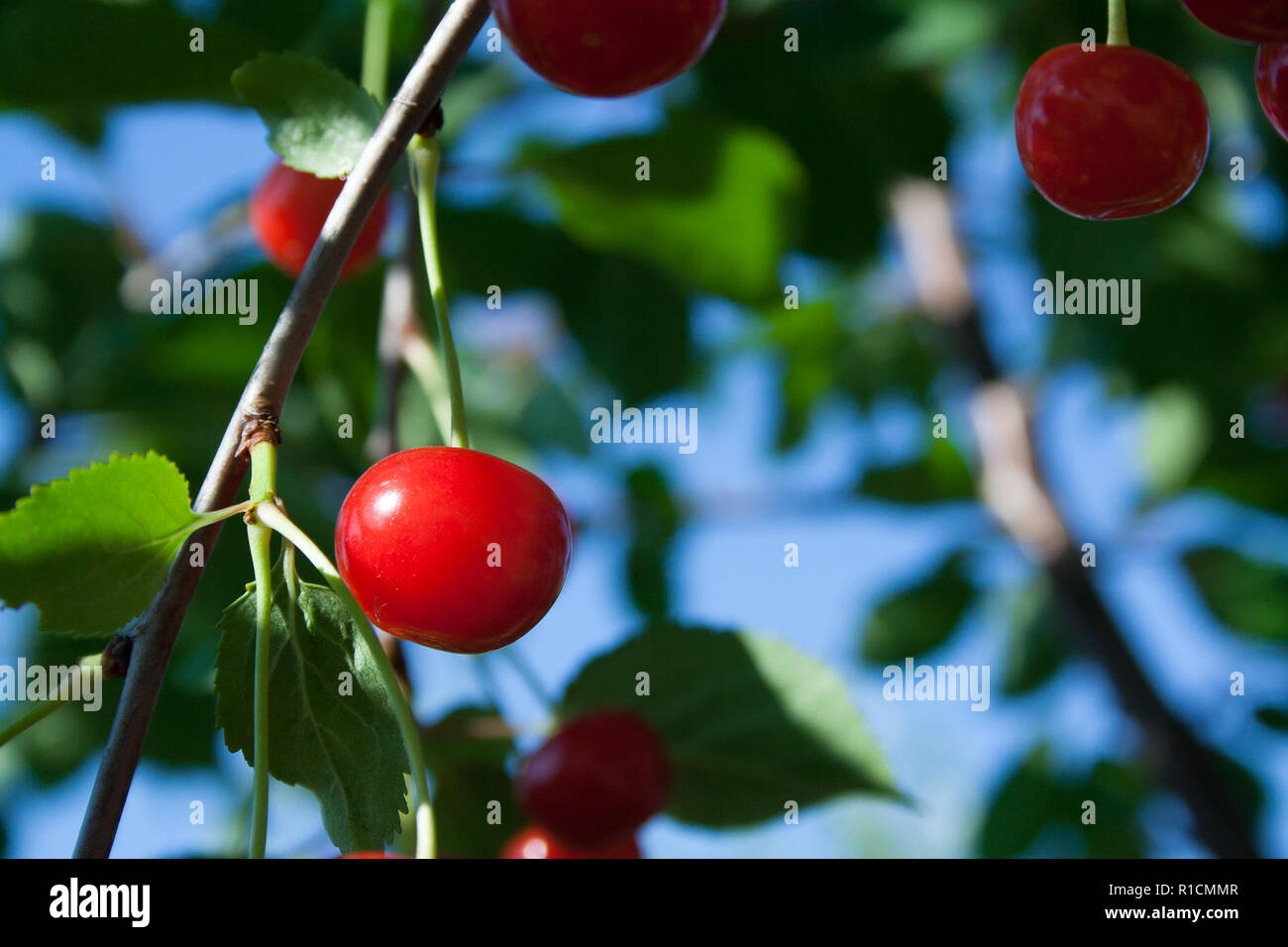 Bunch of cherry hires stock photography and images Alamy