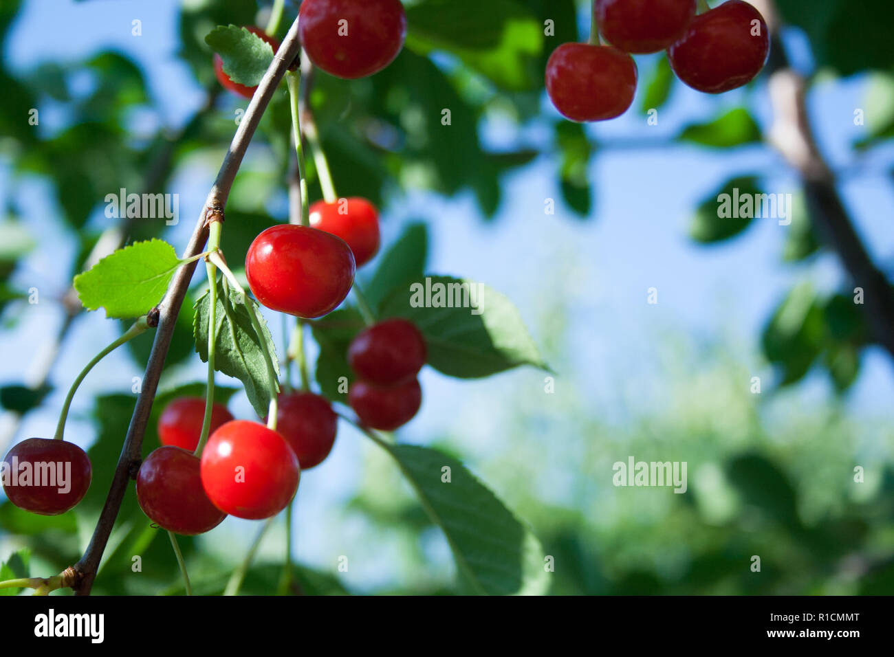 Bunch of cherry on branch on sunny day Stock Photo - Alamy