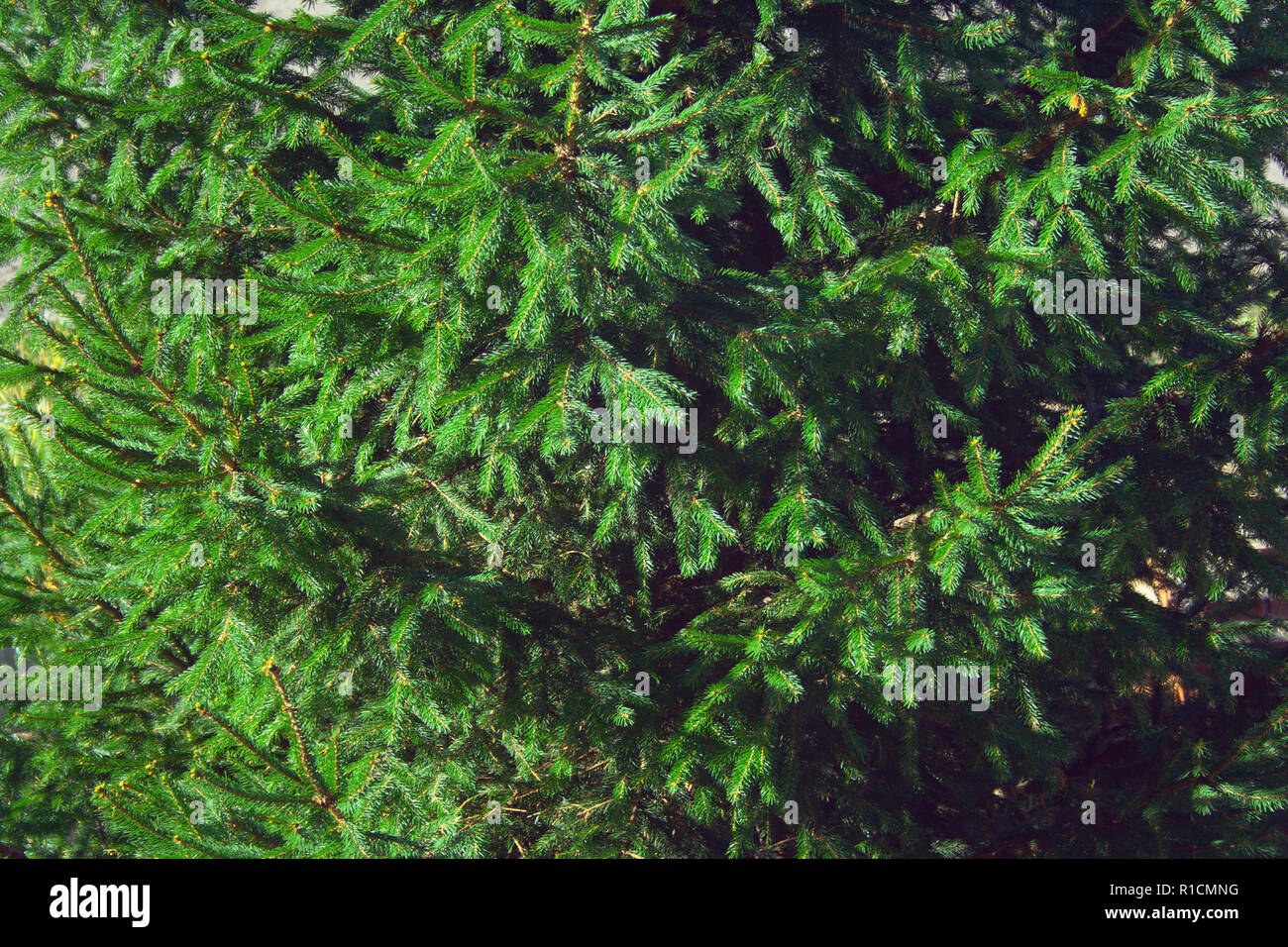 Spruce background. Branches of fir tree on sun Stock Photo - Alamy