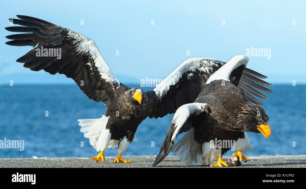Eagles in fight. Two Steller's sea eagle in fight for prey. Stock Photo