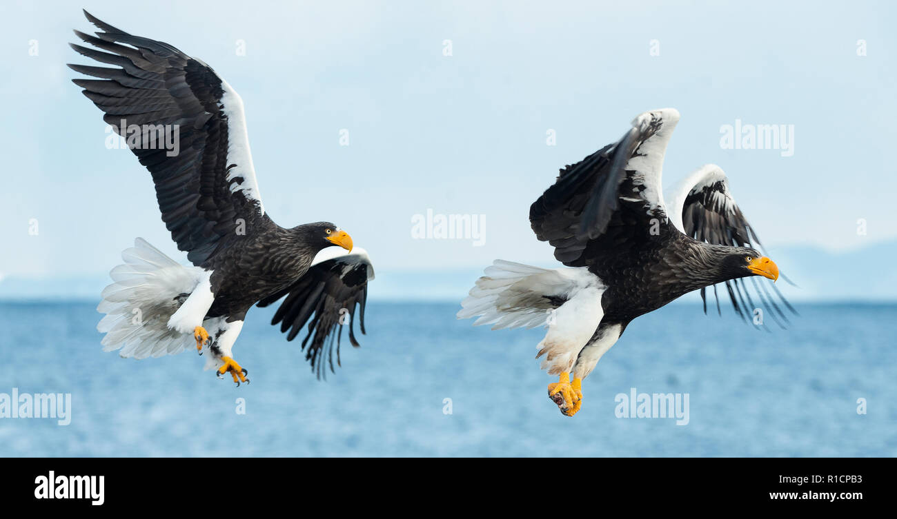 Adult Steller's sea eagles in flight.  Scientific name: Haliaeetus pelagicus. Blue sky and ocean background. Stock Photo