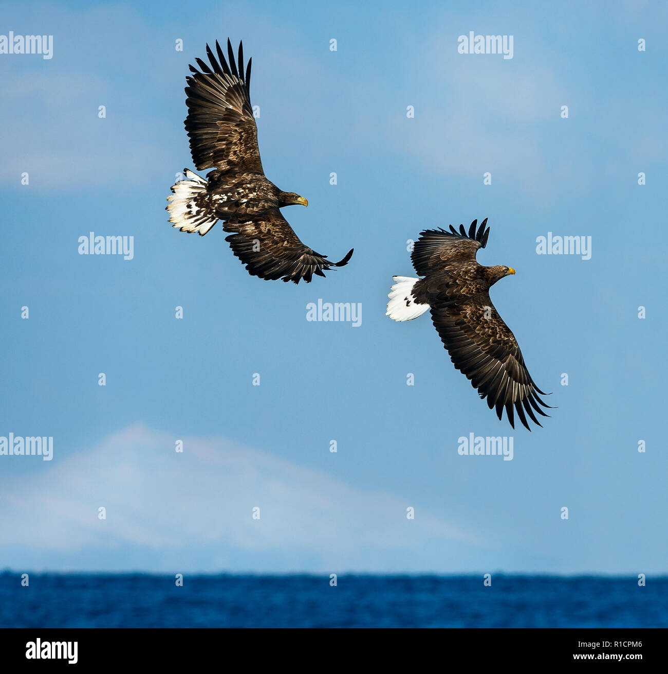 White tailed eagles in flight. Sky background. Scientific name: Haliaeetus albicilla, also known as the ern, erne, gray eagle, Eurasian sea eagle and  Stock Photo