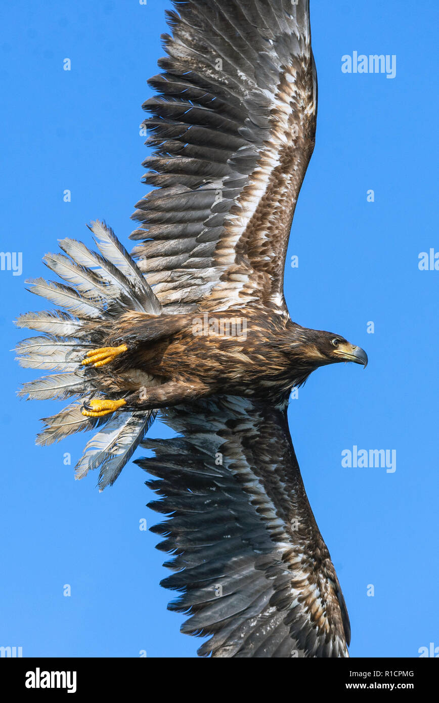 Juvenile White-tailed eagle in flight. Blue sky background.  Scientific name: Haliaeetus albicilla, also known as the ern, erne, gray eagle, Eurasian  Stock Photo