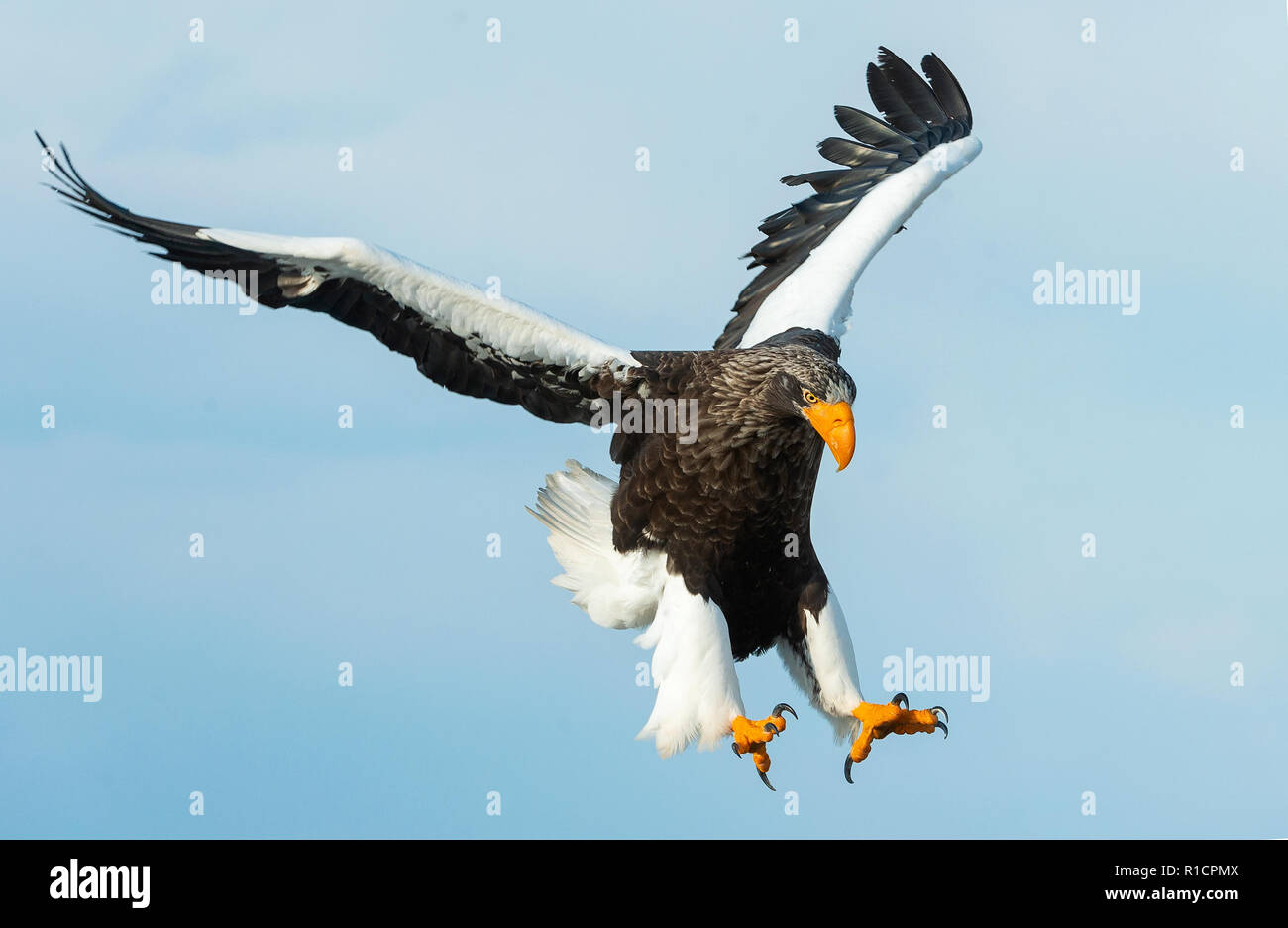 Adult Steller's sea eagle in flight.  Scientific name: Haliaeetus pelagicus. Sky background. Stock Photo