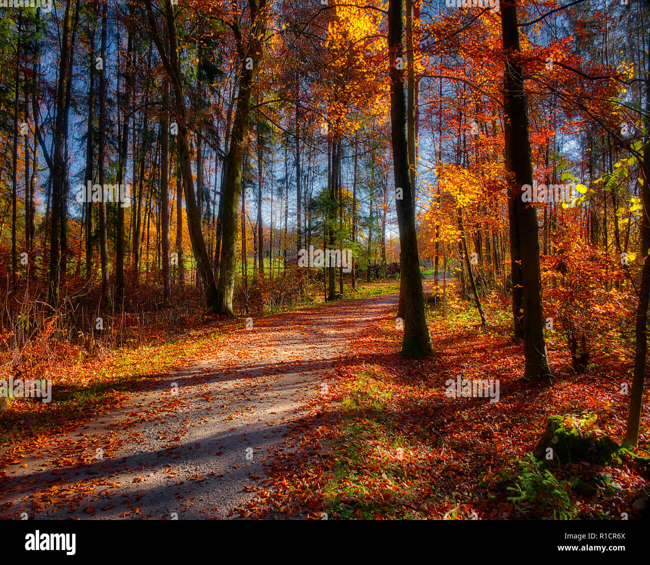 DE - BAVARIA: Autumnal forest path near the Moralt Alm, Bad Tölz  (HDR-Image) Stock Photo