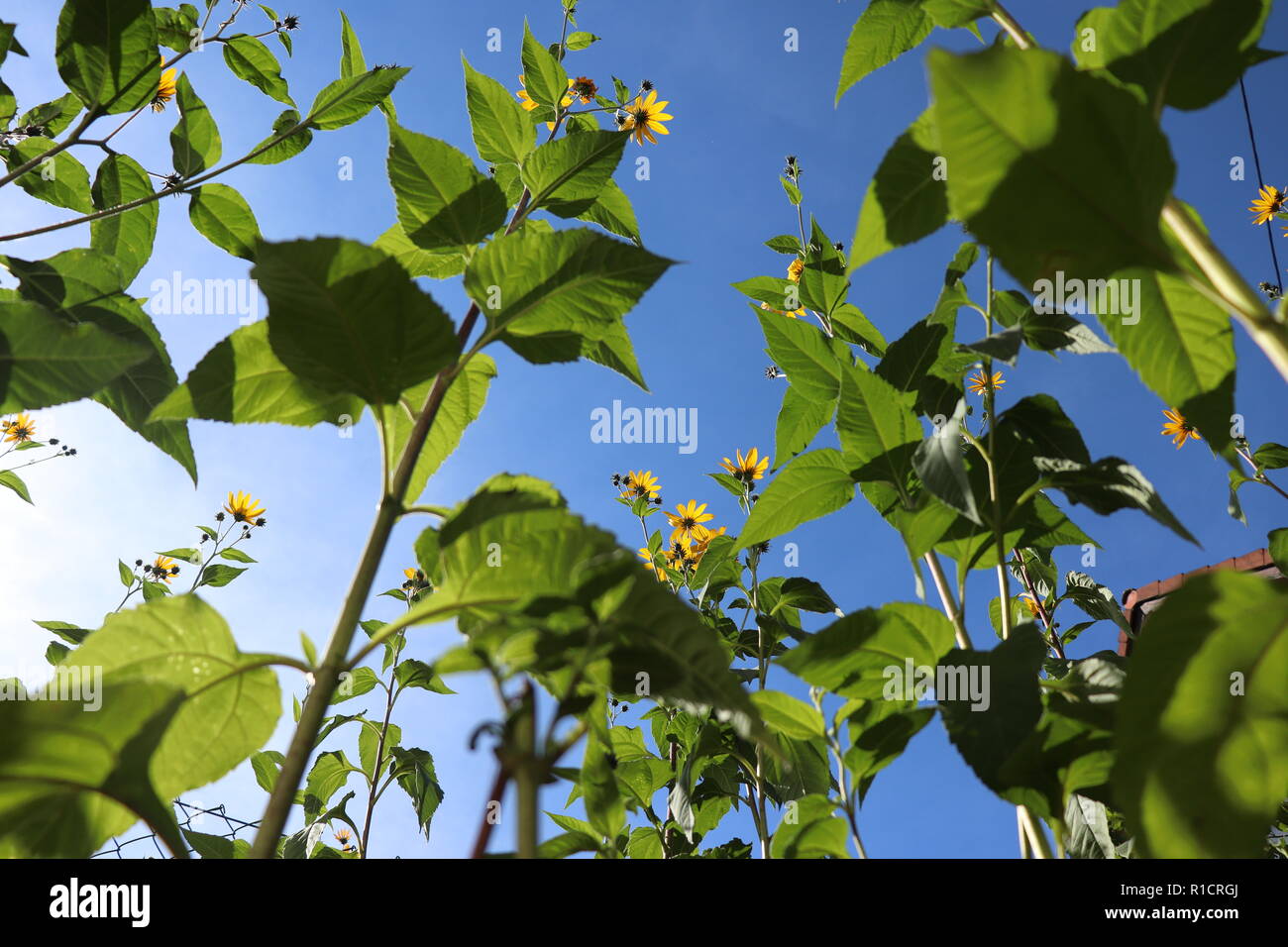 Jerusalem Artichokes or sunchokes growing in a garden Stock Photo Alamy