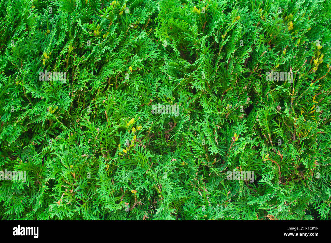 Green wall of juniper close up. Place for text on green juniper Stock Photo