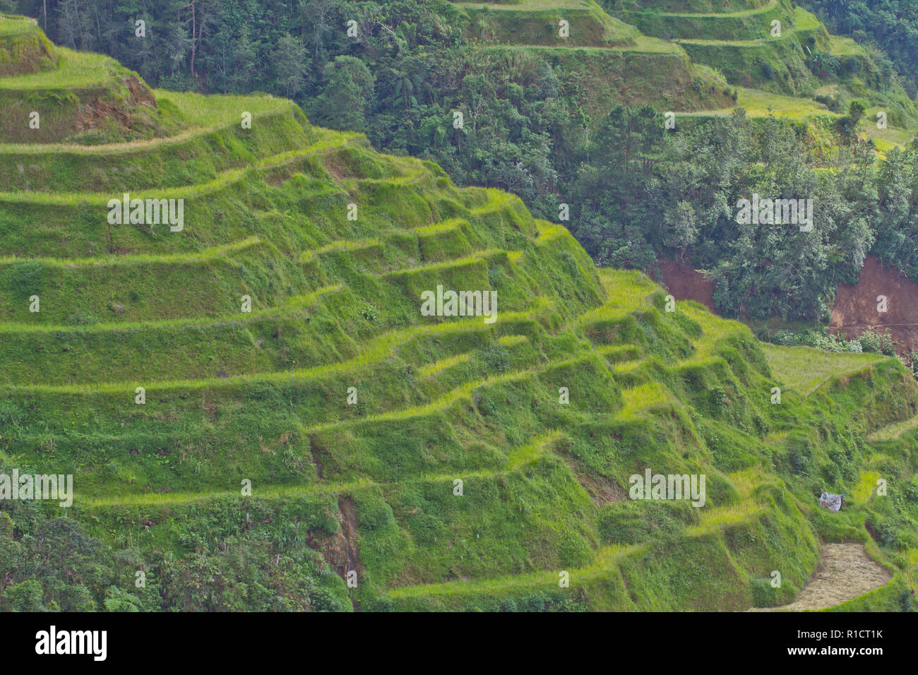 The Banaue Rice Terraces are carved into the mountains of Ifugao in the