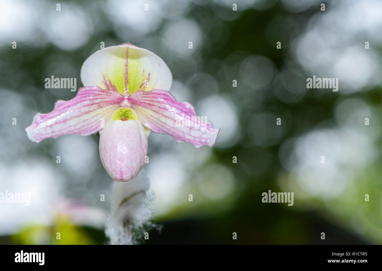 Lady's slipper orchid (Cypripedioideae Paphiopedilum), selective focus Stock Photo
