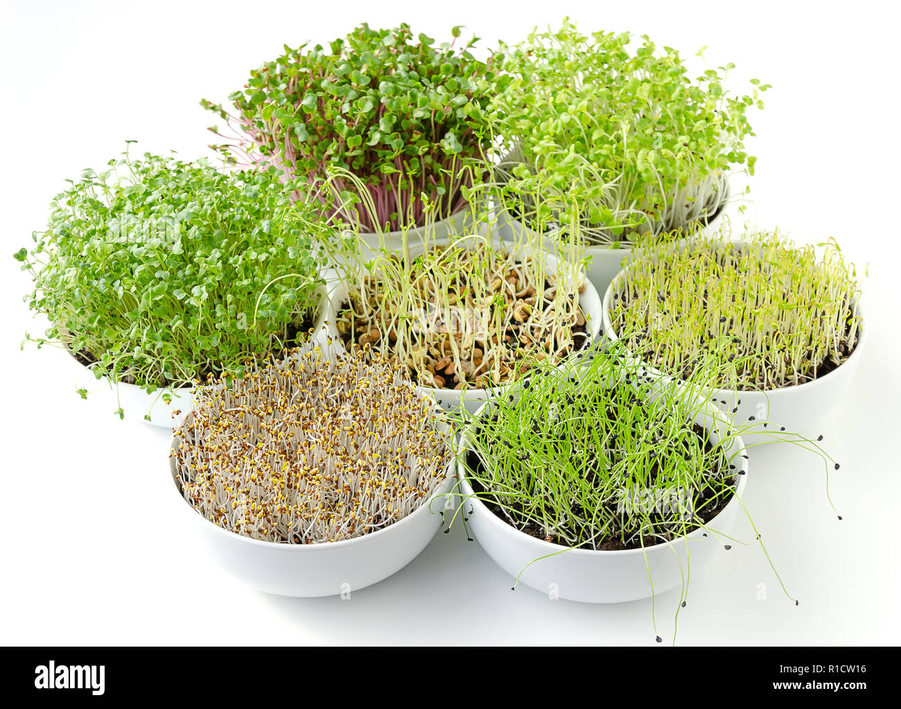 Sprouts in white bowls. Seven sprouting microgreens. Shoots of alfalfa, Chinese cabbage, garlic, kale, lentils and radish in potting compost. Stock Photo