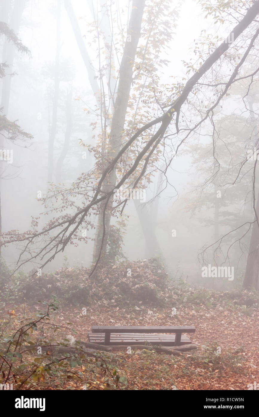 empty bench in mysterious foggy autumn forest Stock Photo