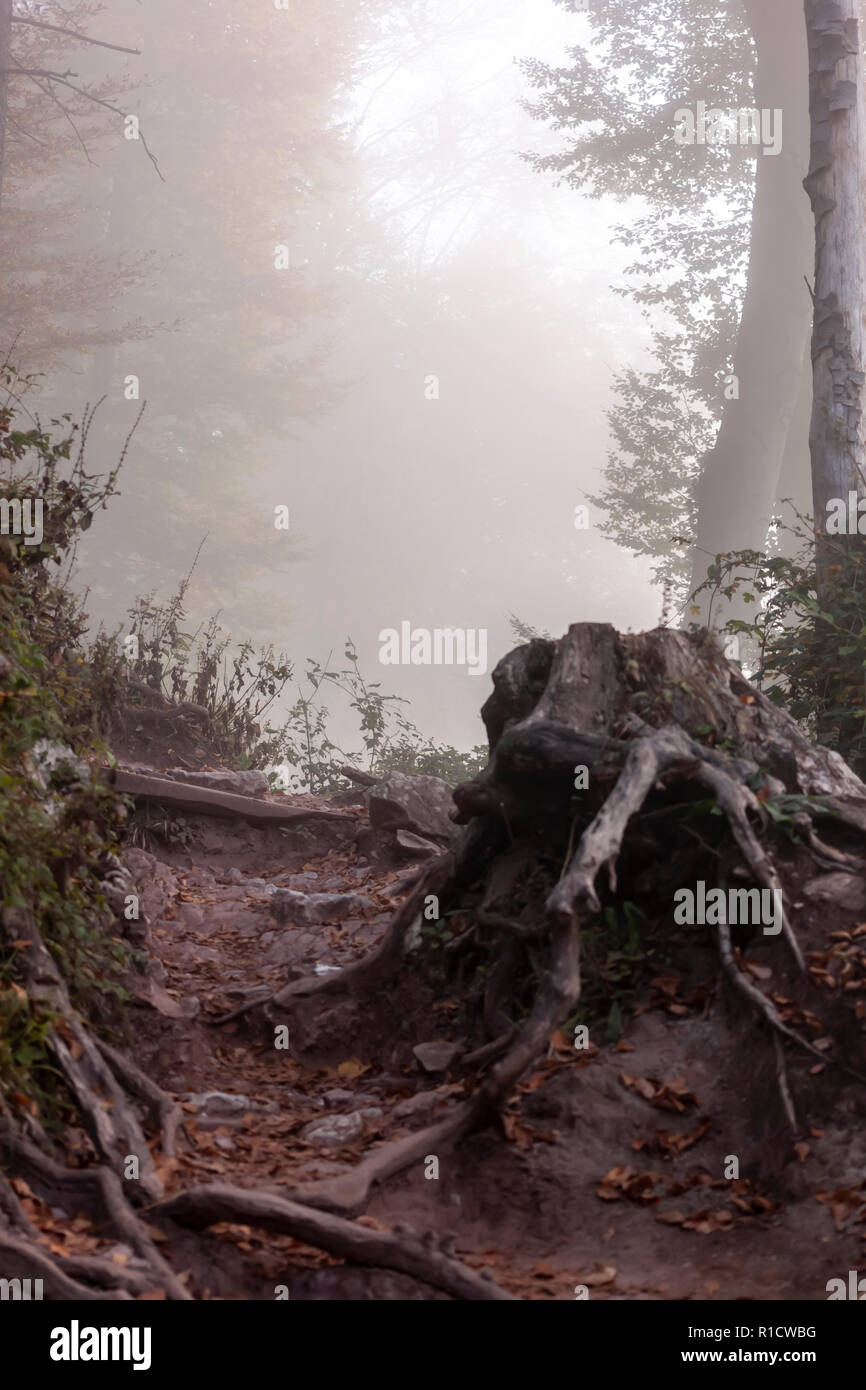 mysterious foggy autumn forest scary light background Stock Photo - Alamy