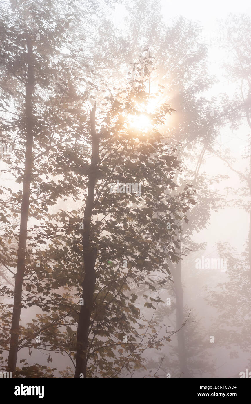 mysterious foggy autumn forest with weak sunlight Stock Photo