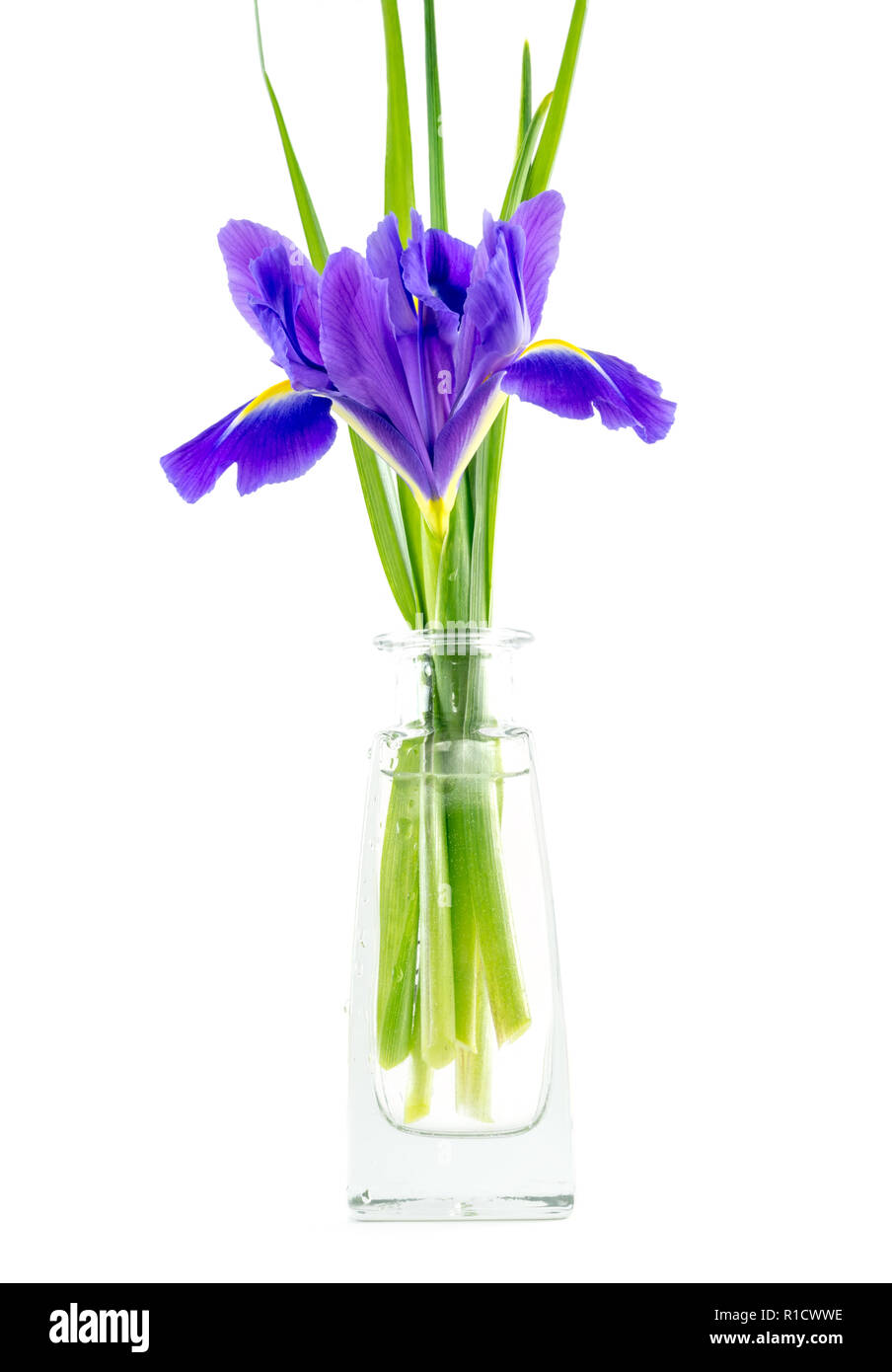 flowers blue purple irises with leaves in a glass vase isolated on white background Stock Photo