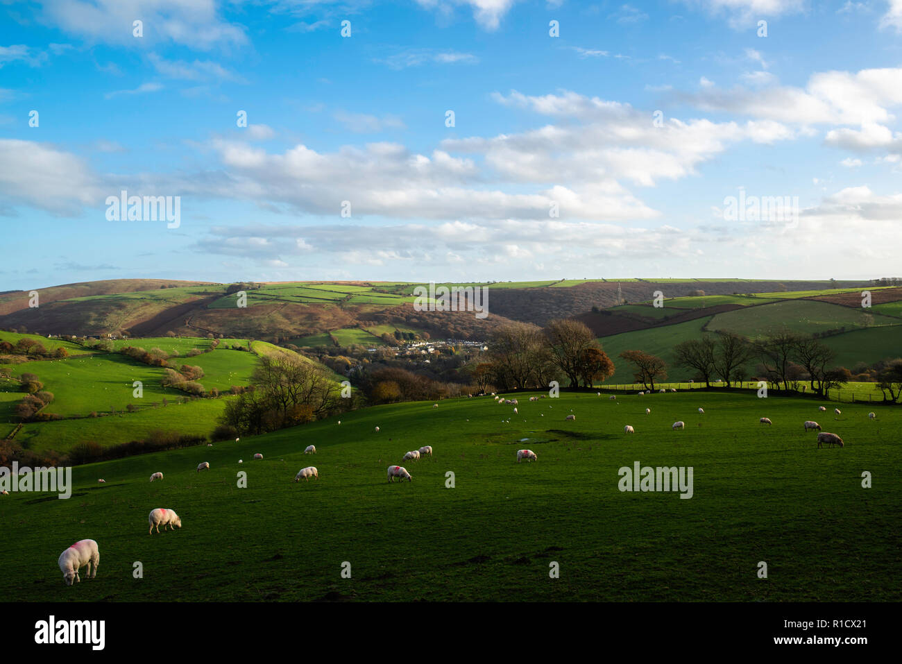 Sheep grazing on a hill fram Stock Photo