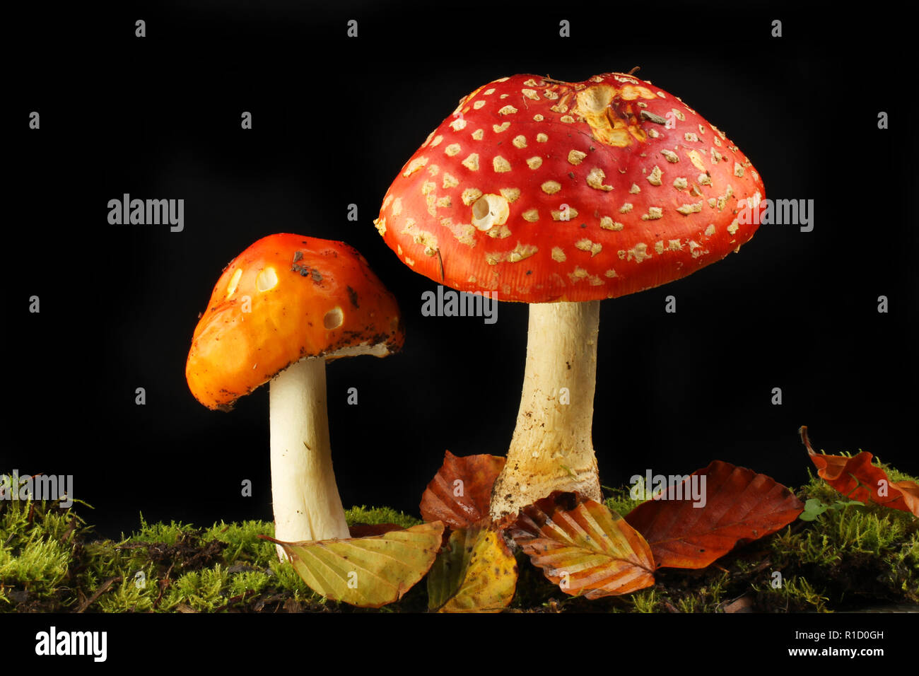 Fly agaric mushrooms growing in moss and leaf litter against a black background Stock Photo
