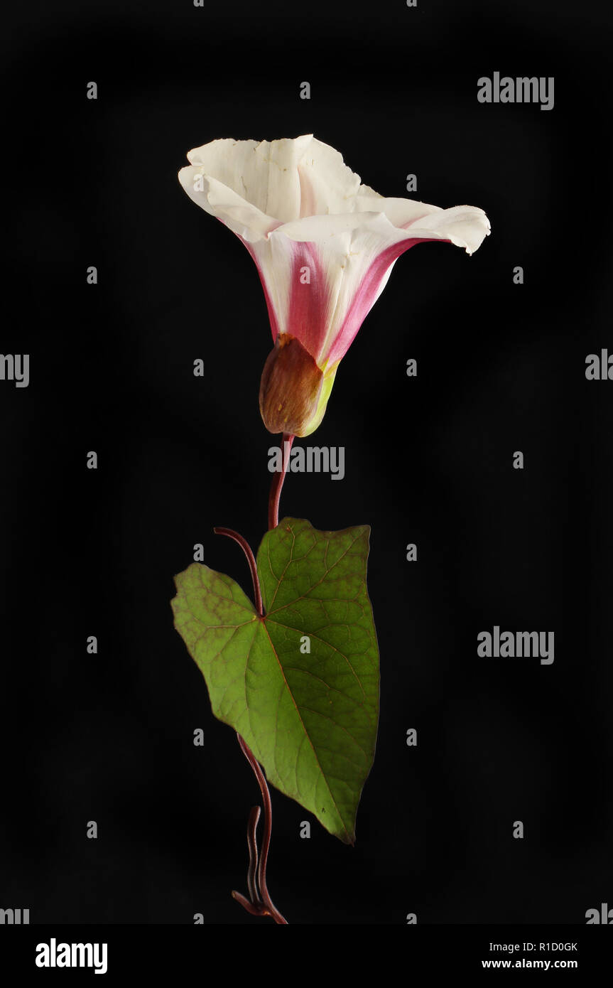 Black And White Bindweed High Resolution Stock Photography and Images ...