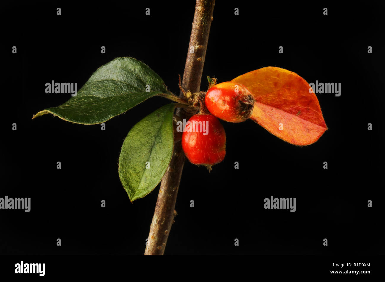 Cotoneaster leaves and berries isolated against black Stock Photo
