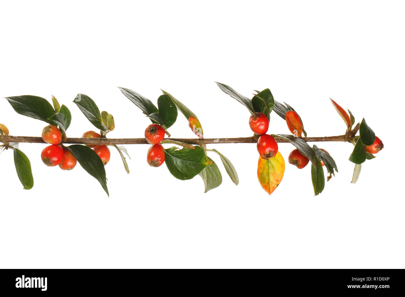 Autumnal cotoneaster leaves and berries isolated against white Stock Photo