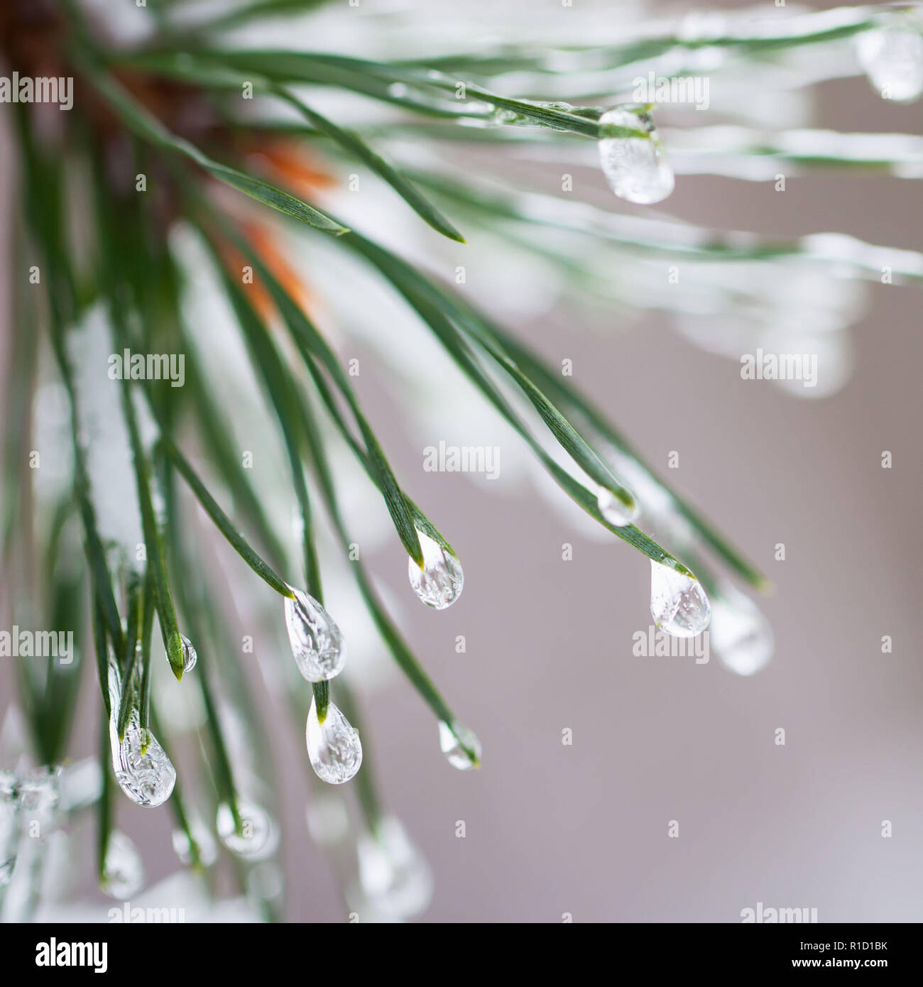 Close up of Pine needles with ice drops Fir branches For winter