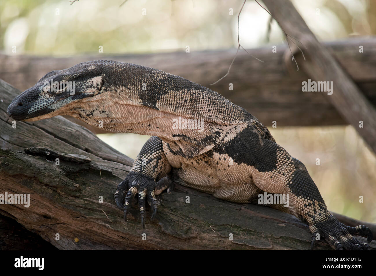 this is a close up of a lace monitor lizard Stock Photo