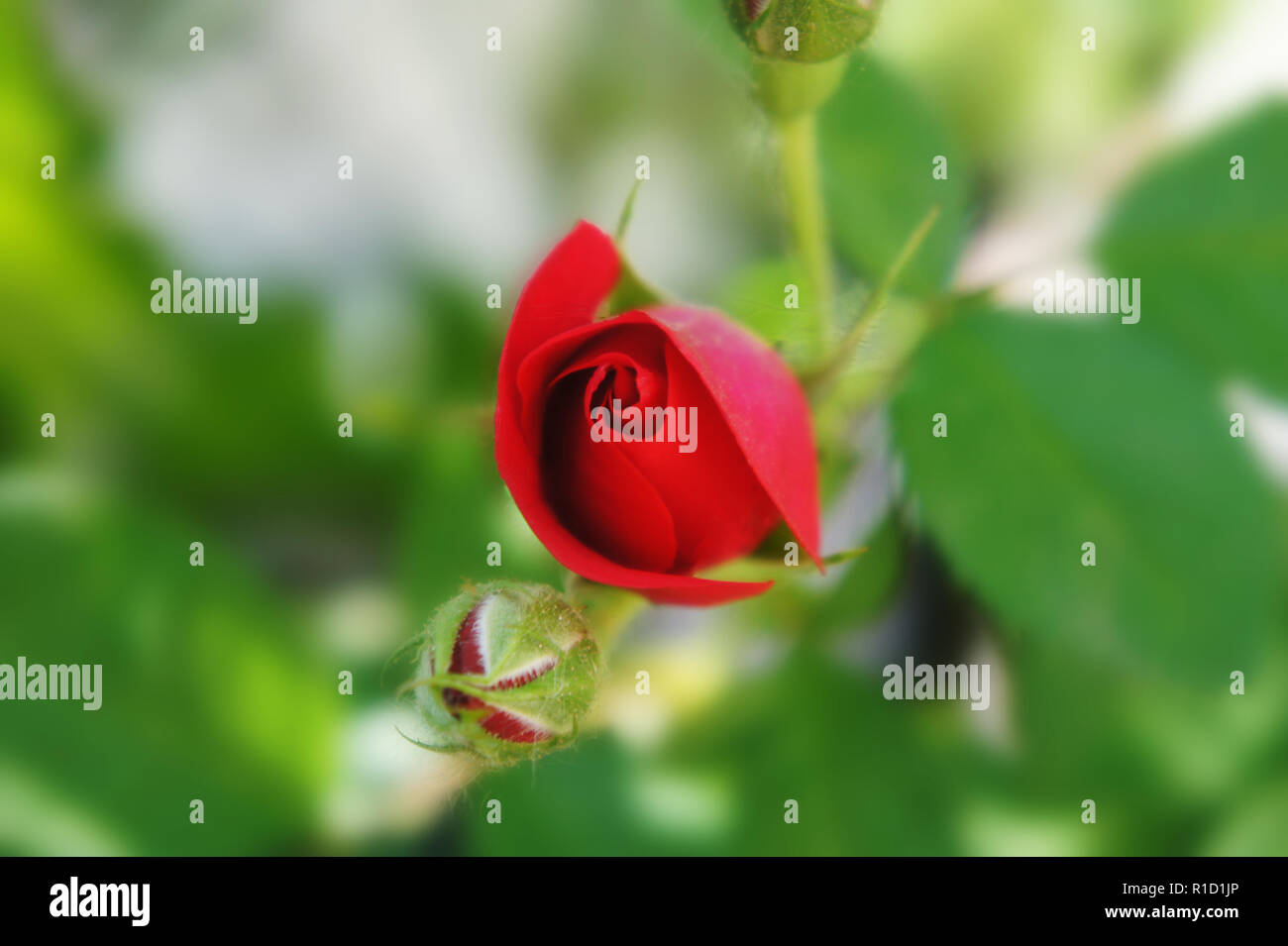 unopened flower close up. colorful bud. red rose bud growing on a bush with greenery in the background. Stock Photo