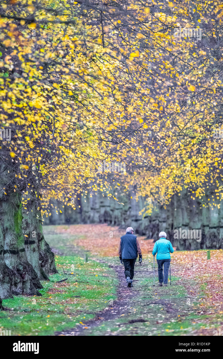 Walkers enjoy an afternoon walk along the tree lined avenue in Clumber Park on a dull and overcast autumn day, Stock Photo