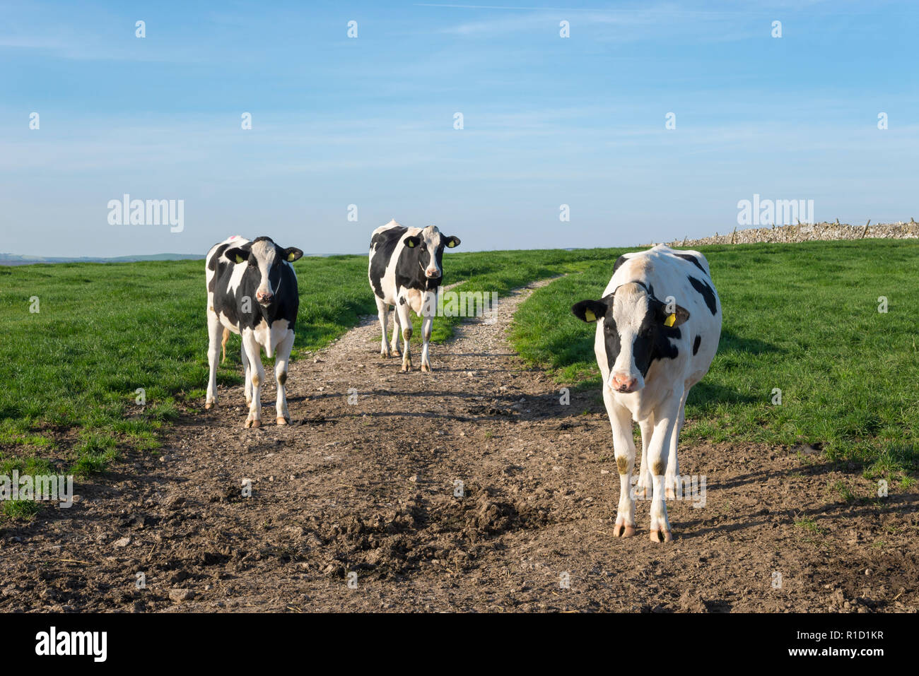 Three dairy cows in the English countryside on a sunny autumn morning. Stock Photo