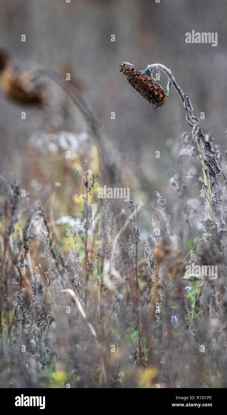 A field of dead sunflower plants Stock Photo Alamy
