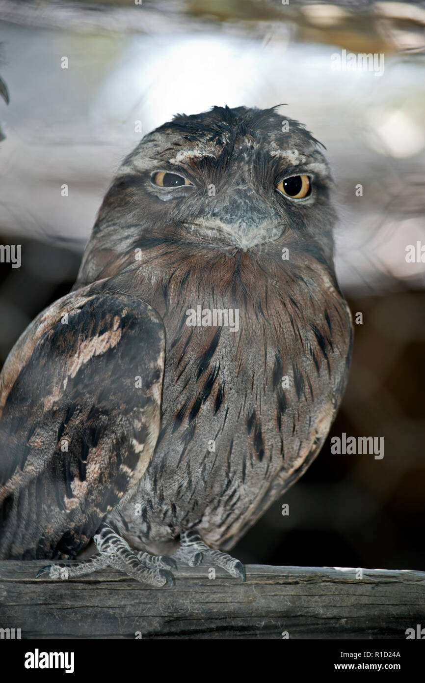 the tawny frogmouth is perched on a piece of wood Stock Photo