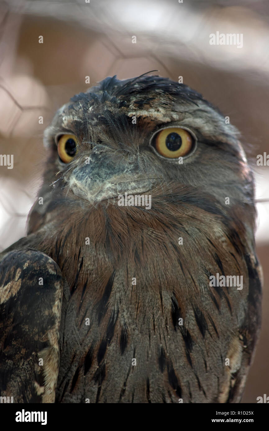 this is a close up of a tawny frogmouth Stock Photo