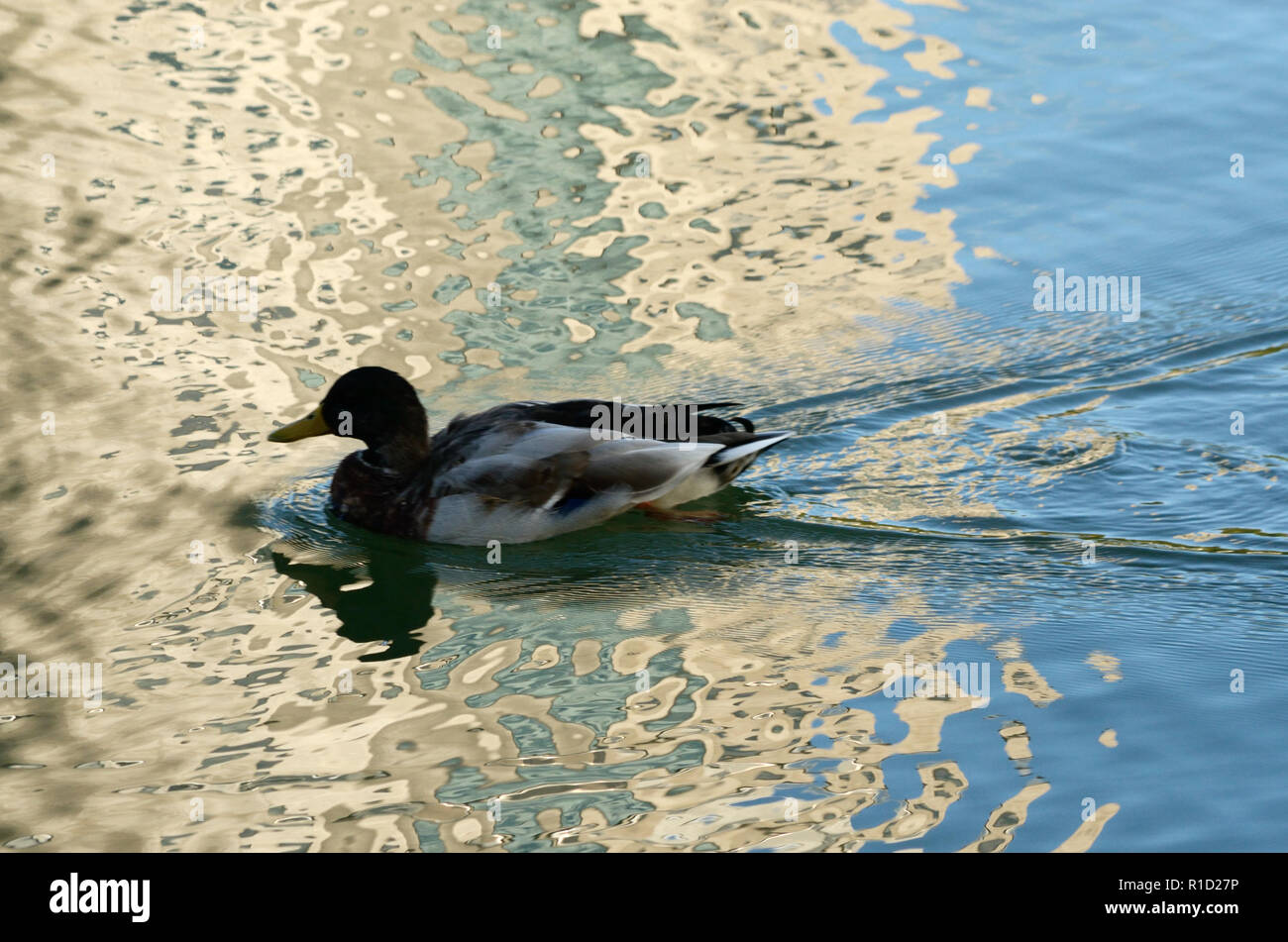 Mallard swimming in Erie Canal crosses reflection of a tall building.... Stock Photo