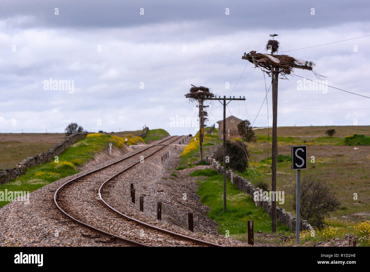 Storks nesting on artificial poles along a train track near a abandon train station in Caceres province, Extremadura, Spain Stock Photo