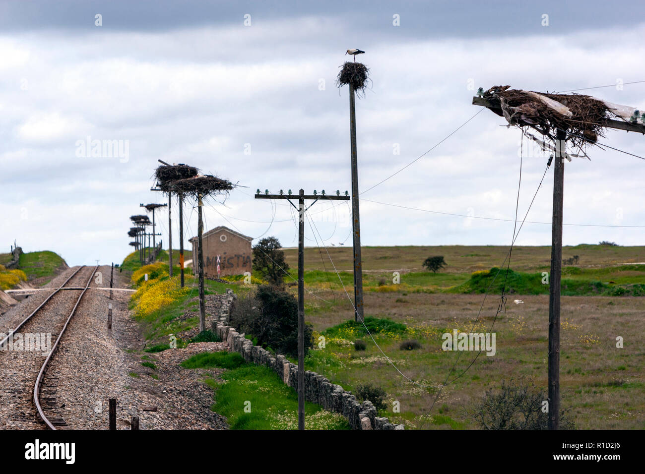 Storks nesting on artificial poles along a train track near a abandon train station in Caceres province, Extremadura, Spain Stock Photo