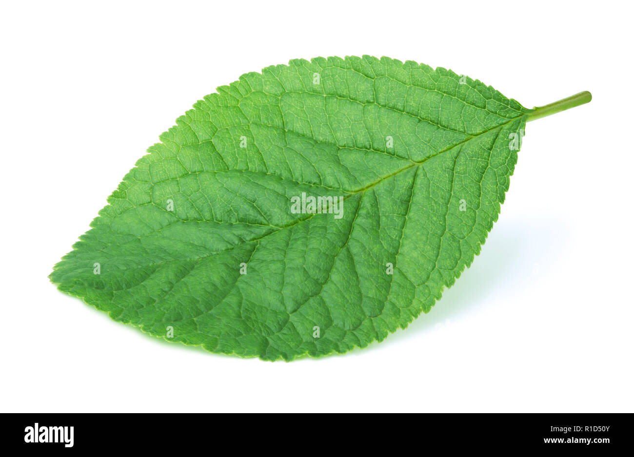 Plum leaf isolated on white Stock Photo