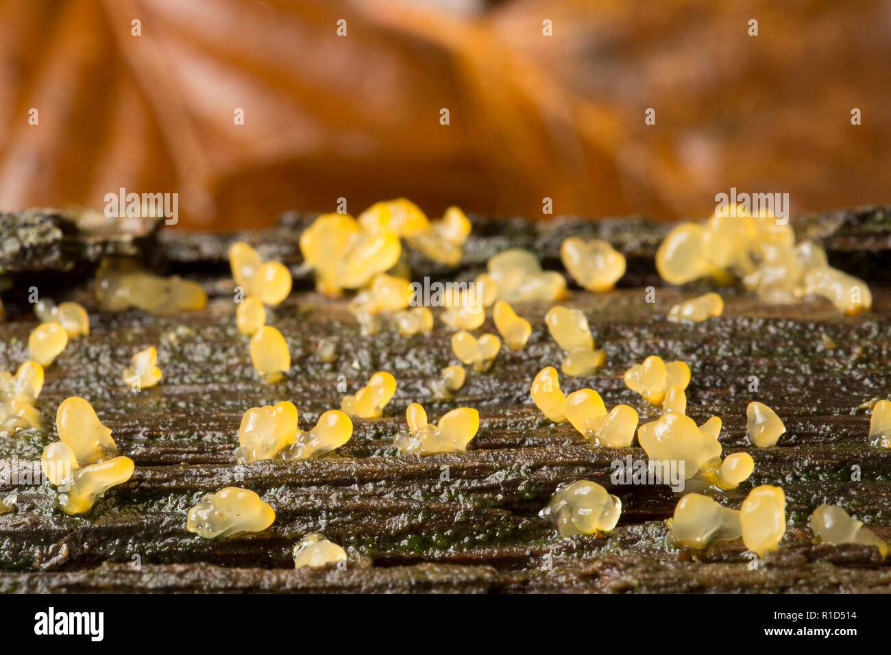 Pale stagshorn fungi, Calocera pallidospathulata, growing on a fallen branch in the New Forest Hampshire England UK GB Stock Photo